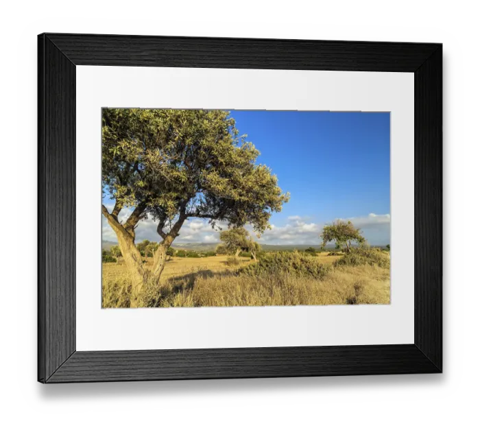 Framed Print : Olive tree on drought meadow