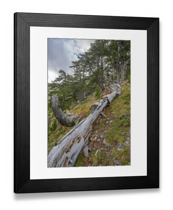 Framed Print : Old rotten fallen tree trunk in mountain forest near Olympus Framed Print : Old rotten fallen tree trunk in mountain forest near Olympus
