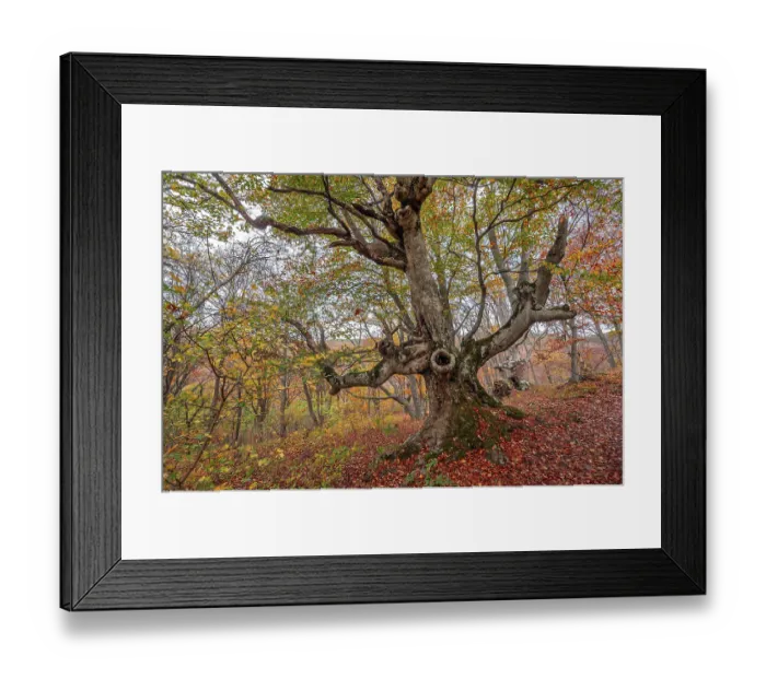 Framed Print : Old beech in autumn forest Framed Print : Old beech in autumn forest