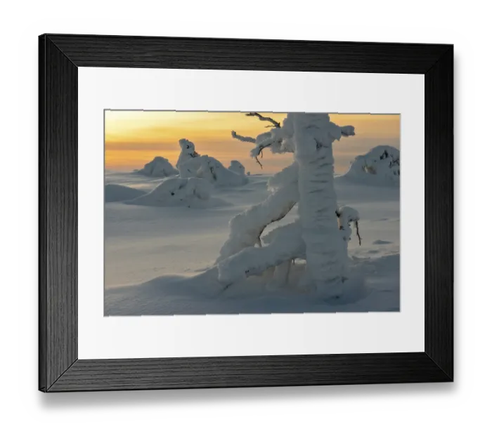 Framed Print : Landscape with snow covered trees in polar forest under sunset