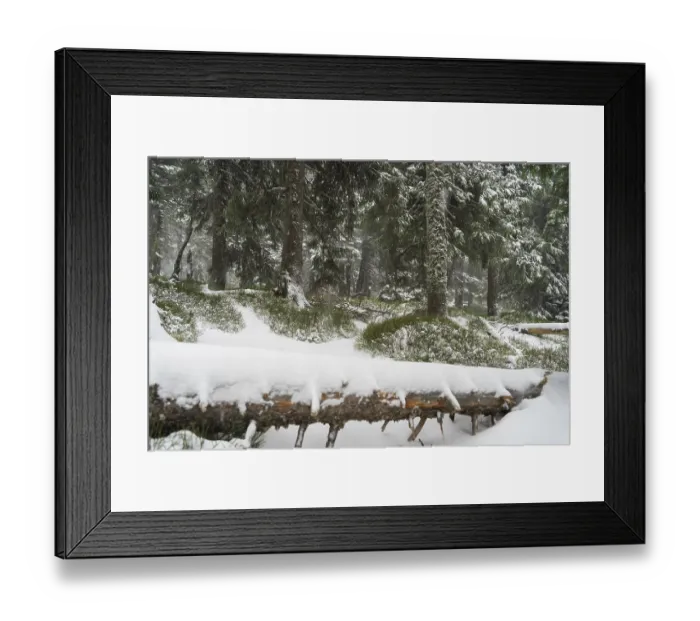 Framed Print : Heavy snowstorm in the fir forest Framed Print : Heavy snowstorm in the fir forest