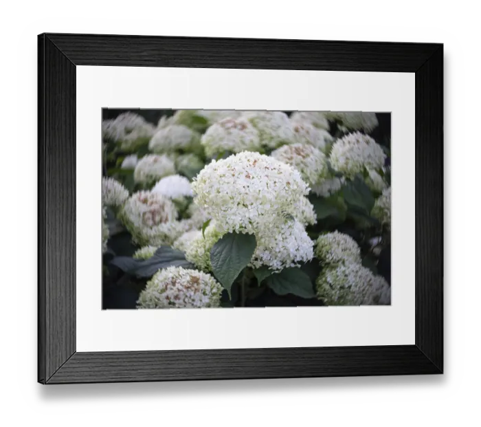 Framed Print : Flowers of Hydrangea arborescens Framed Print : Flowers of Hydrangea arborescens