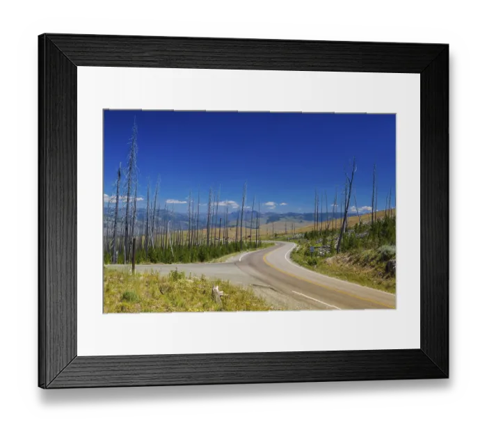 Framed Print : Dead trees standing in Yellowstone - fire ravaged forest in 1988