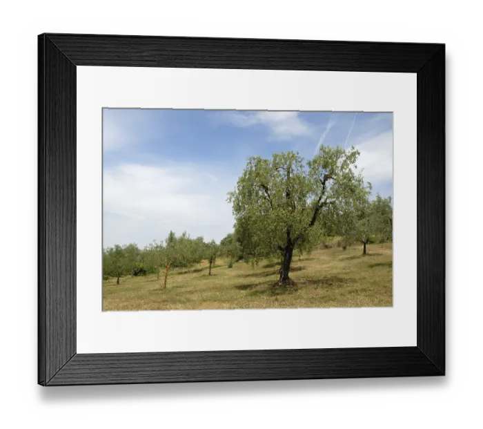 Framed Print : Olive orchard at the hill Framed Print : Olive orchard at the hill