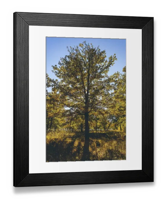 Framed Print : Yellow oak tree in autumn forest with back light Framed Print : Yellow oak tree in autumn forest with back light