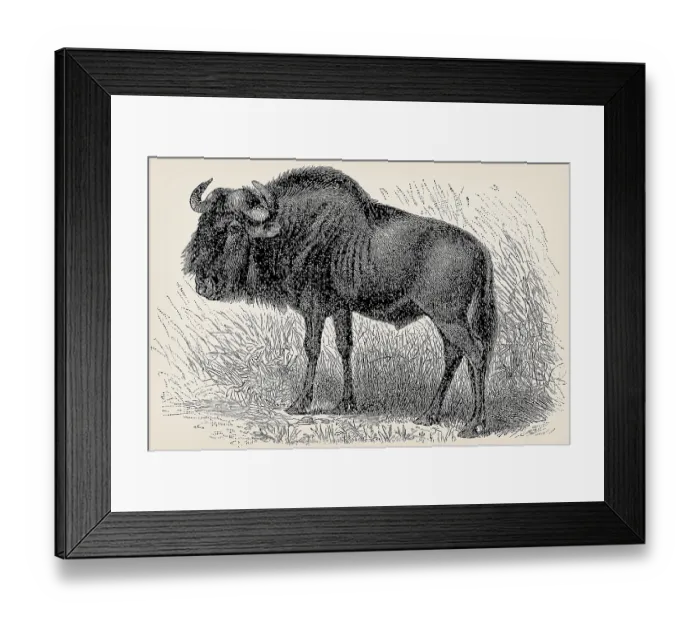 Framed Print : The blue wildebeest (Connochaetes taurinus)
