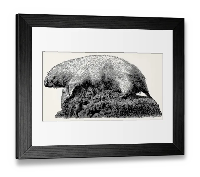 Framed Print : The southern marsupial mole (Notoryctes typhlops)