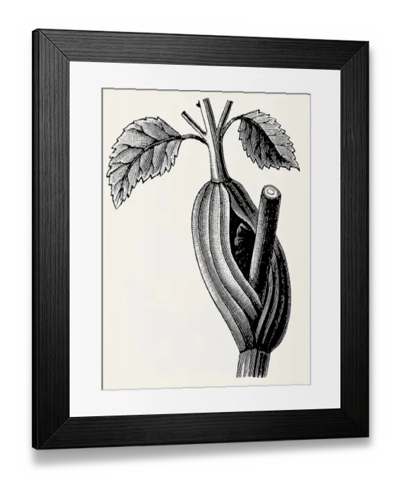 Framed Print : Leaf sheath on stem of Angelica sylvestris