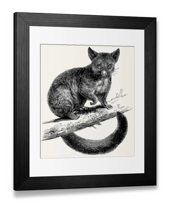 Framed Print : The common brushtail possum (Trichosurus vulpecula)