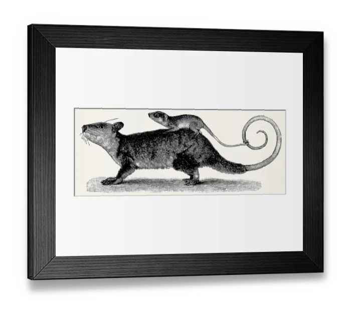 Framed Print : The gray four-eyed opossum (Philander opossum)