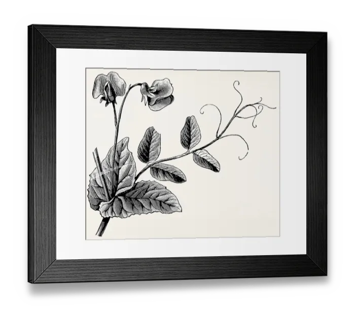 Framed Print : Pea leaf tendrils. Antique stylized illustration