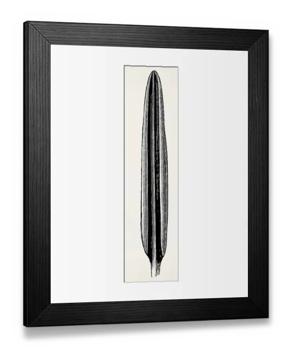 Framed Print : Leaf of Rhododendron tomentosum (Ledum palustre) Framed Print : Leaf of Rhododendron tomentosum (Ledum palustre)