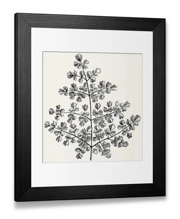Framed Print : Multi-pinnate leaf of Thalictrum minus
