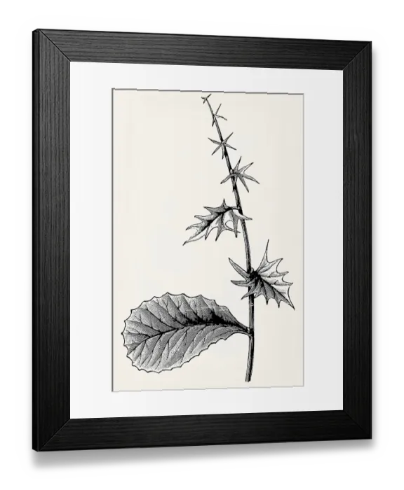 Framed Print : All stages of leaf unfolding on a branch of Berberis vulgaris Framed Print : All stages of leaf unfolding on a branch of Berberis vulgaris