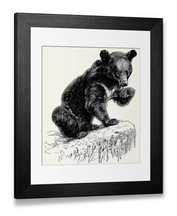 Framed Print : The Asian black bear (Ursus thibetanus)