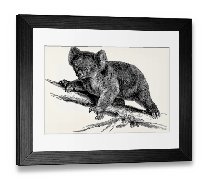 Framed Print : The koala (Phascolarctos cinereus) Framed Print : The koala (Phascolarctos cinereus)