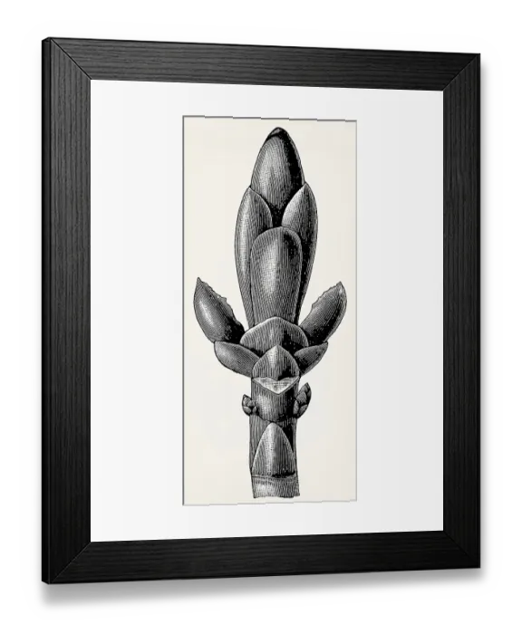 Framed Print : Bud scales of the horse chestnut
