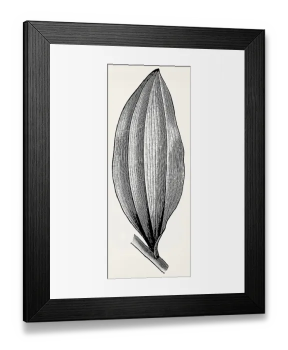 Framed Print : Arcuate-veined leaf of Convallaria majalis var