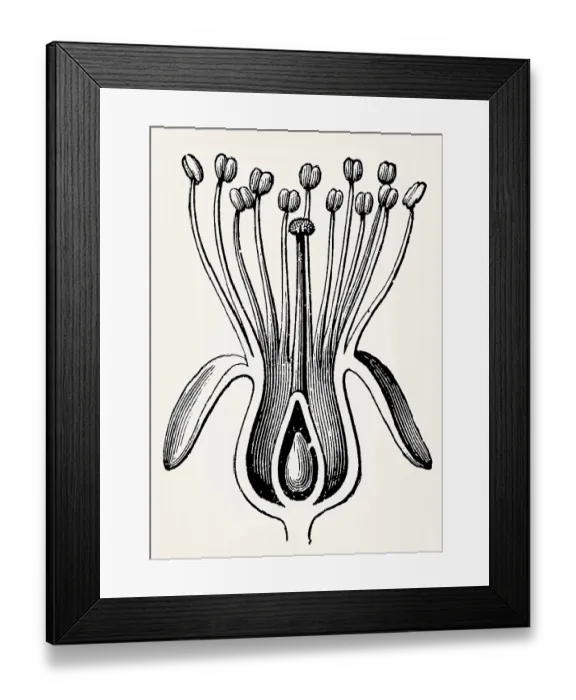 Framed Print : Cherry flower (Perigynous flower)