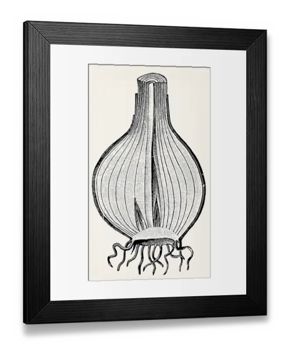 Framed Print : Bulb of onion (Allium cepa), longitudinal section Framed Print : Bulb of onion (Allium cepa), longitudinal section