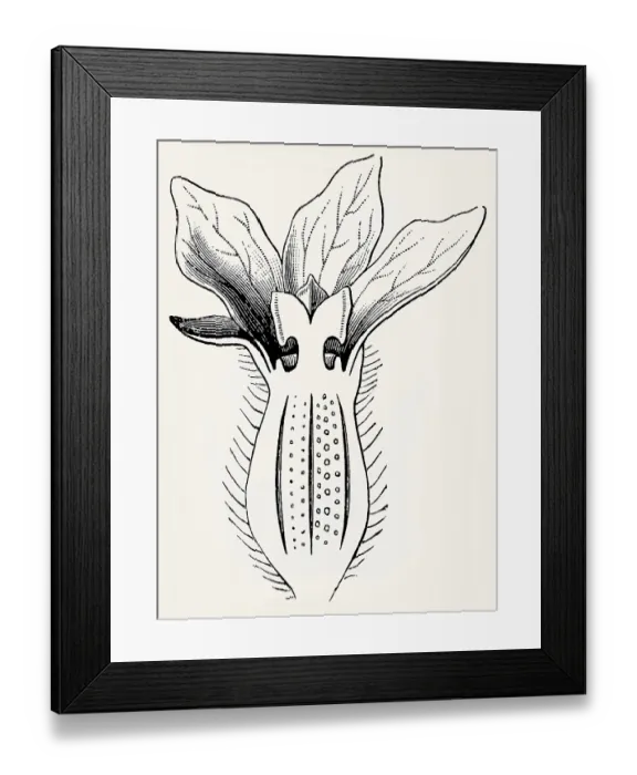 Framed Print : A female melon flower in cross-section