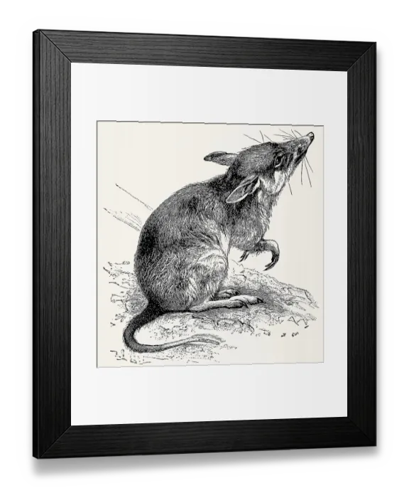 Framed Print : The long-nosed bandicoot (Perameles nasuta)