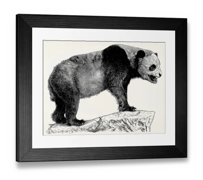 Framed Print : The giant panda (Ailuropoda melanoleuca) Framed Print : The giant panda (Ailuropoda melanoleuca)