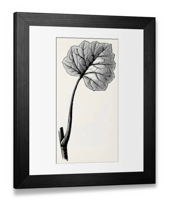 Framed Print : Leaf of Ficaria verna (Ranunculus ficaria)