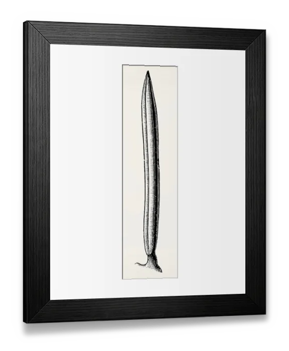 Framed Print : Needle-shaped (spruce). Antique stylized illustration