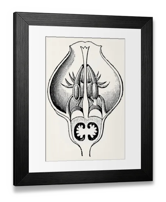 Framed Print : Blueberry flower (Epigynous flower)