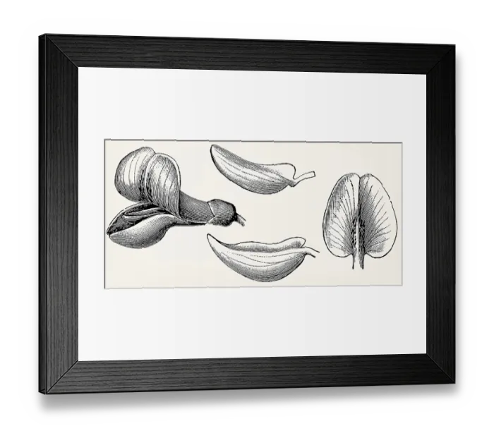 Framed Print : Papilionaceous flower (Cytisus): standard (banner) Framed Print : Papilionaceous flower (Cytisus): standard (banner)