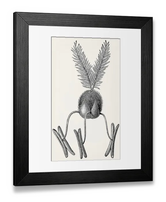 Framed Print : Grass flower (wheat): glumes, ovary Framed Print : Grass flower (wheat): glumes, ovary