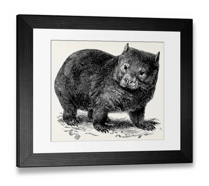 Framed Print : The common wombat (Vombatus ursinus)