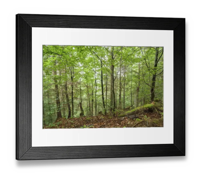 Framed Print : Pine trees and ferns growing in deep highland forest