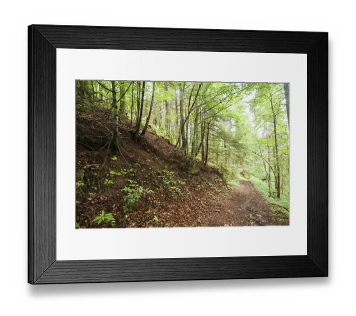 Framed Print : Trekking trail leading through summer landscape of pine tree highland forest at Carpathian mountains Framed Print : Trekking trail leading through summer landscape of pine tree highland forest at Carpathian mountains
