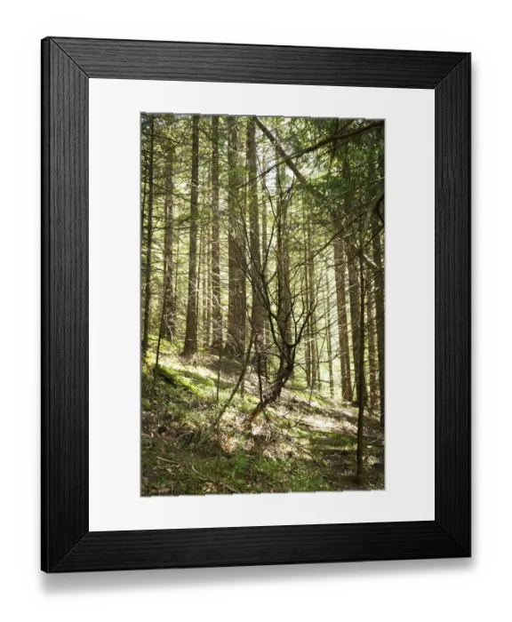 Framed Print : Amazing summer morning landscape of deep highland forest at Carpathian mountains