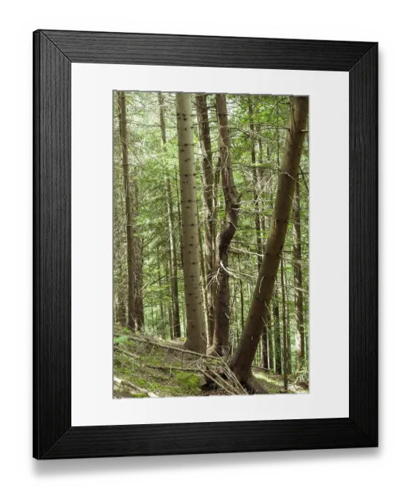 Framed Print : Amazing summer morning landscape of deep highland forest at Carpathian mountains Framed Print : Amazing summer morning landscape of deep highland forest at Carpathian mountains