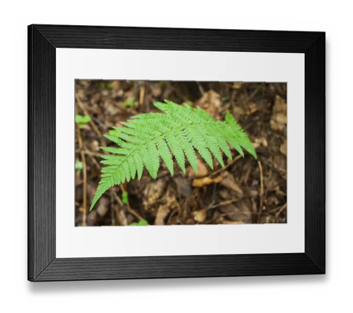 Framed Print : Ferns growing in wet deep highland forest