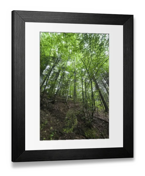 Framed Print : Pine trees and ferns growing in deep highland forest Framed Print : Pine trees and ferns growing in deep highland forest