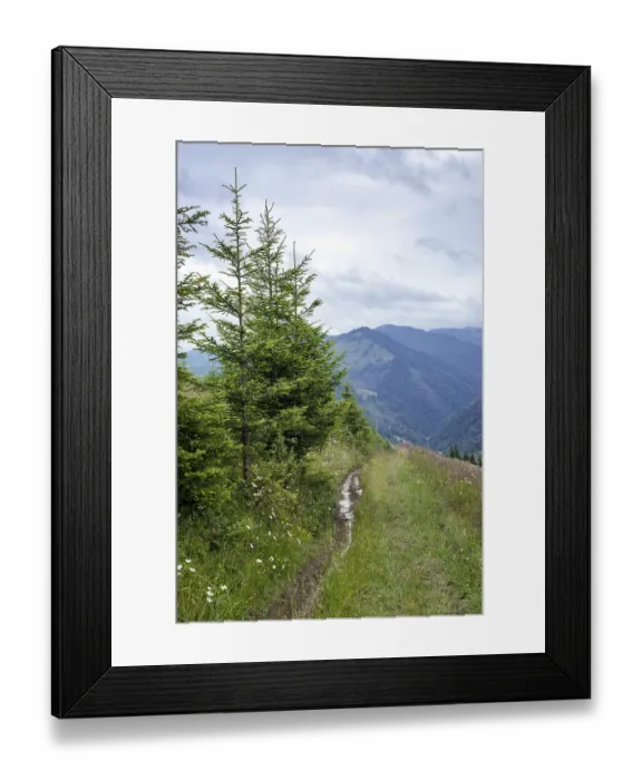 Framed Print : Foggy morning landscape with highland forest at Carpathian mountains Framed Print : Foggy morning landscape with highland forest at Carpathian mountains