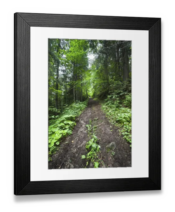 Framed Print : Trekking trail leading through summer landscape of deep highland forest at Carpathian mountains