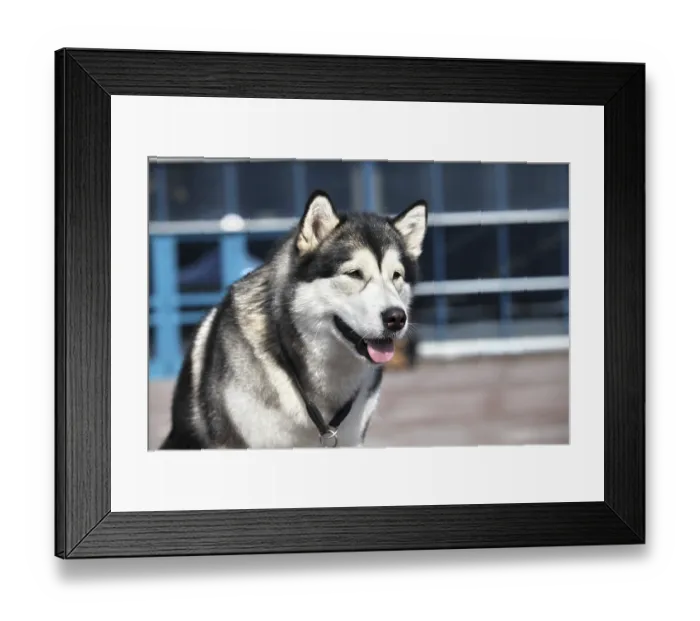 Framed Print : Portrait of Siberian huskies, close to
