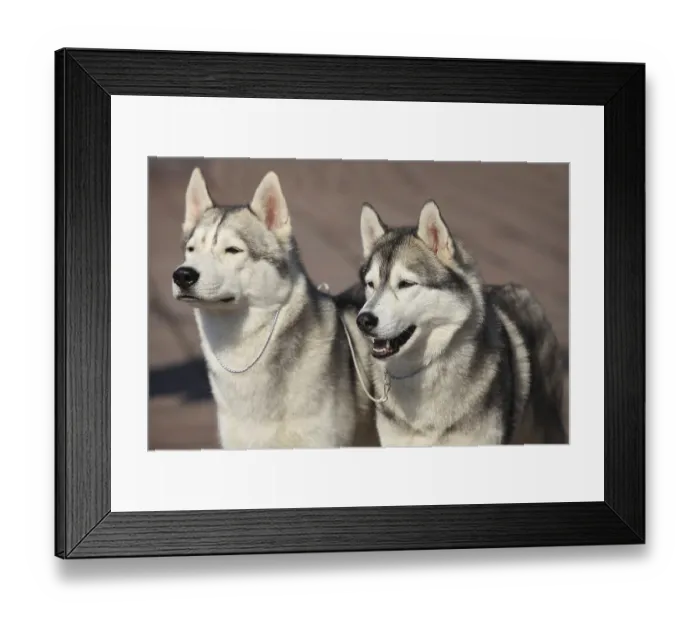 Framed Print : Pair of Siberian huskies, close-up