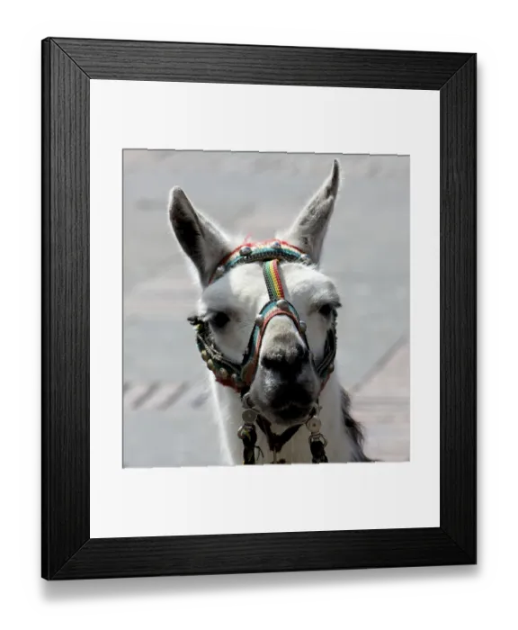 Framed Print : White alpaca in a rainbow colored harness looking at the camera