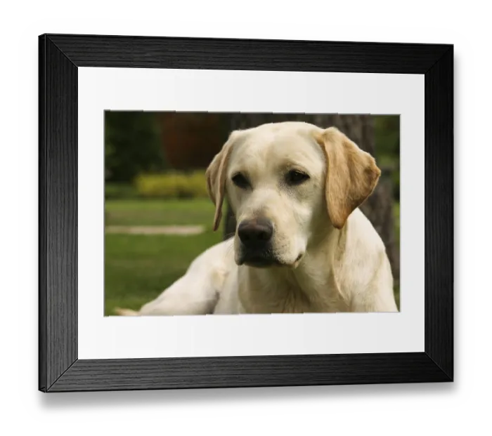Framed Print : Yellow labrador retriever on green grass lawn