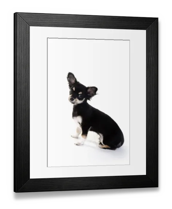 Framed Print : Little Chihuahua isolated over white background