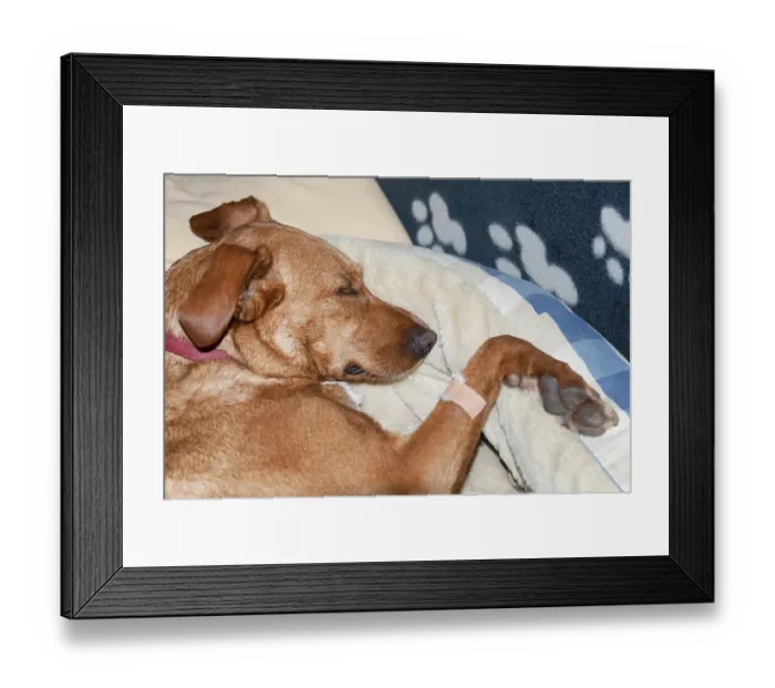 Framed Print : Dog with plater laying in animal bed
