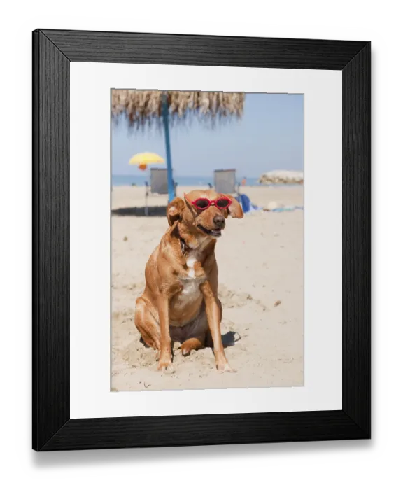 Framed Print : Dog at the beach