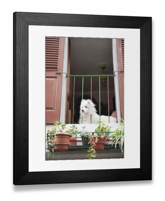 Framed Print : Dog on Italian balcony Framed Print : Dog on Italian balcony