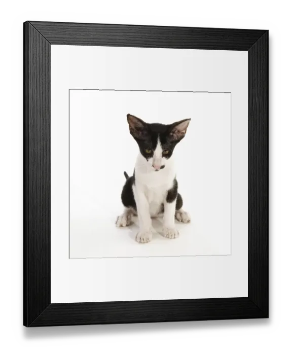 Framed Print : Black and white siamese cat isolated over white background Framed Print : Black and white siamese cat isolated over white background